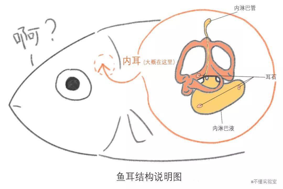 确切地说,鱼只有内耳,没有中耳和外耳.