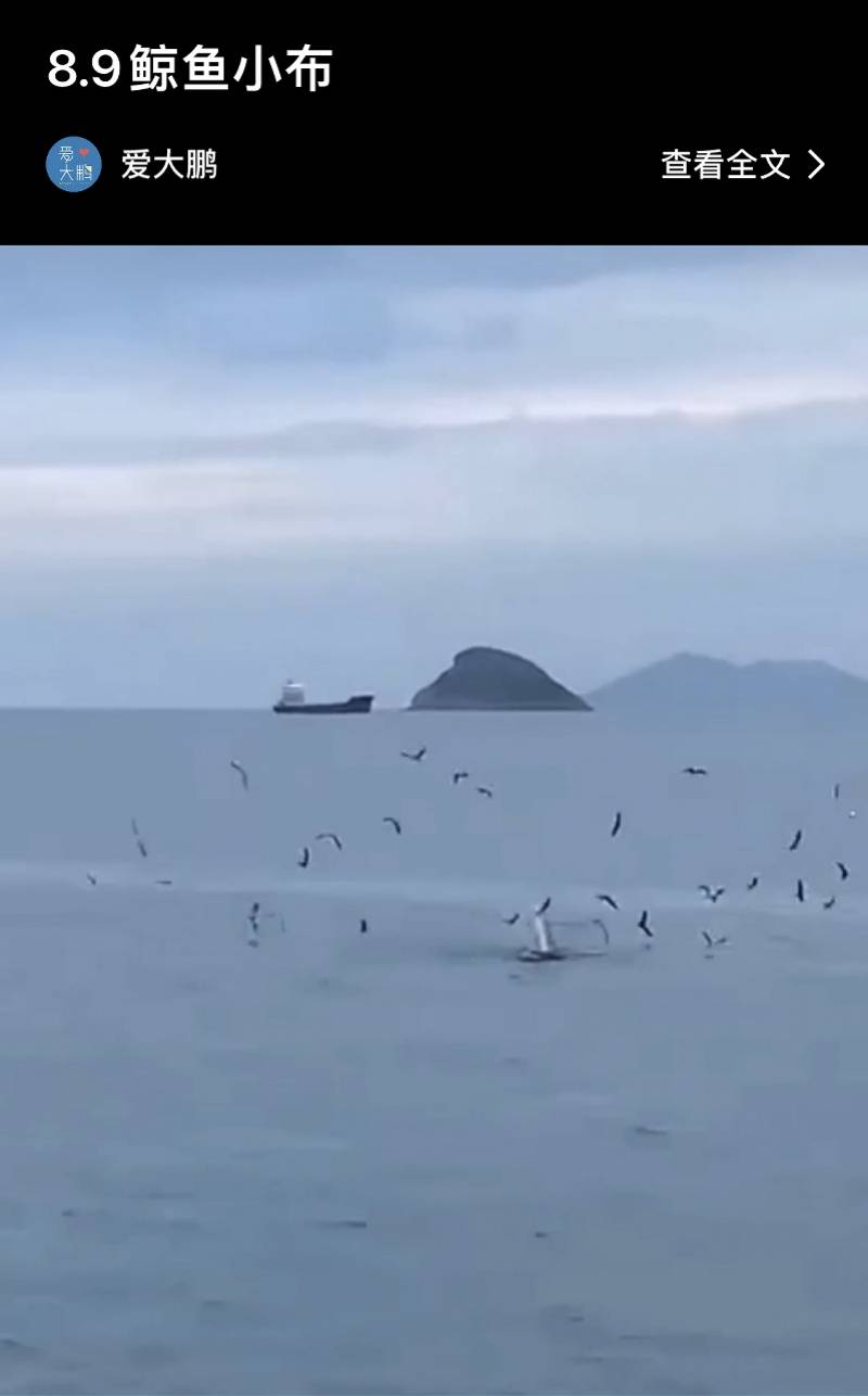 小布氏鲸“小布”离开深圳，首次出现在香港海域_搜狐网