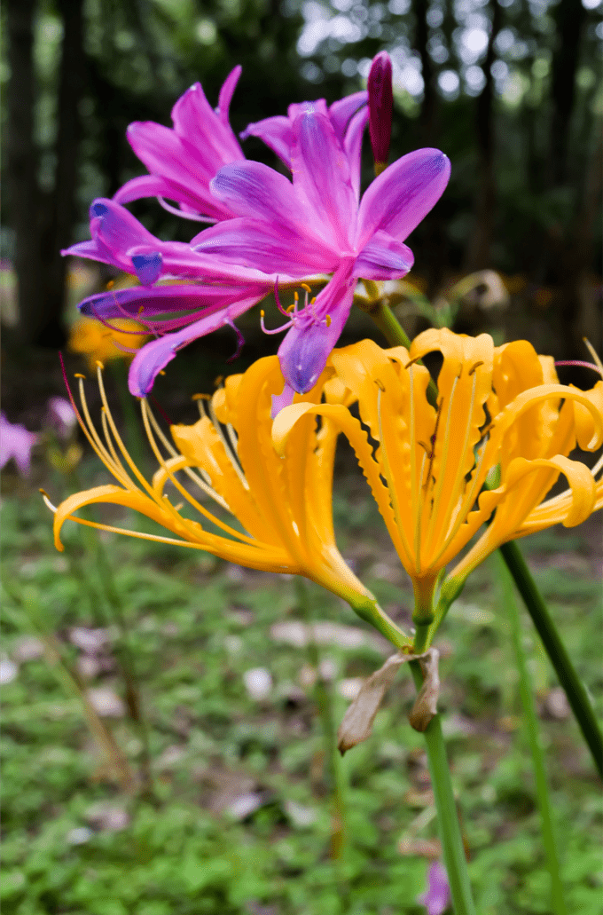 走了3万多步的阿蛮告诉你们,西湖哪里的石蒜花最好拍!_植物园