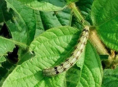 这个药杀青虫 食心虫等 从卵到成虫通杀 持效期可达30天 害虫