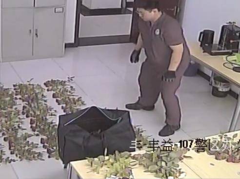 4女子剪秃绿化带月季当玫瑰卖被拘，警方：剪秃近200米绿化带