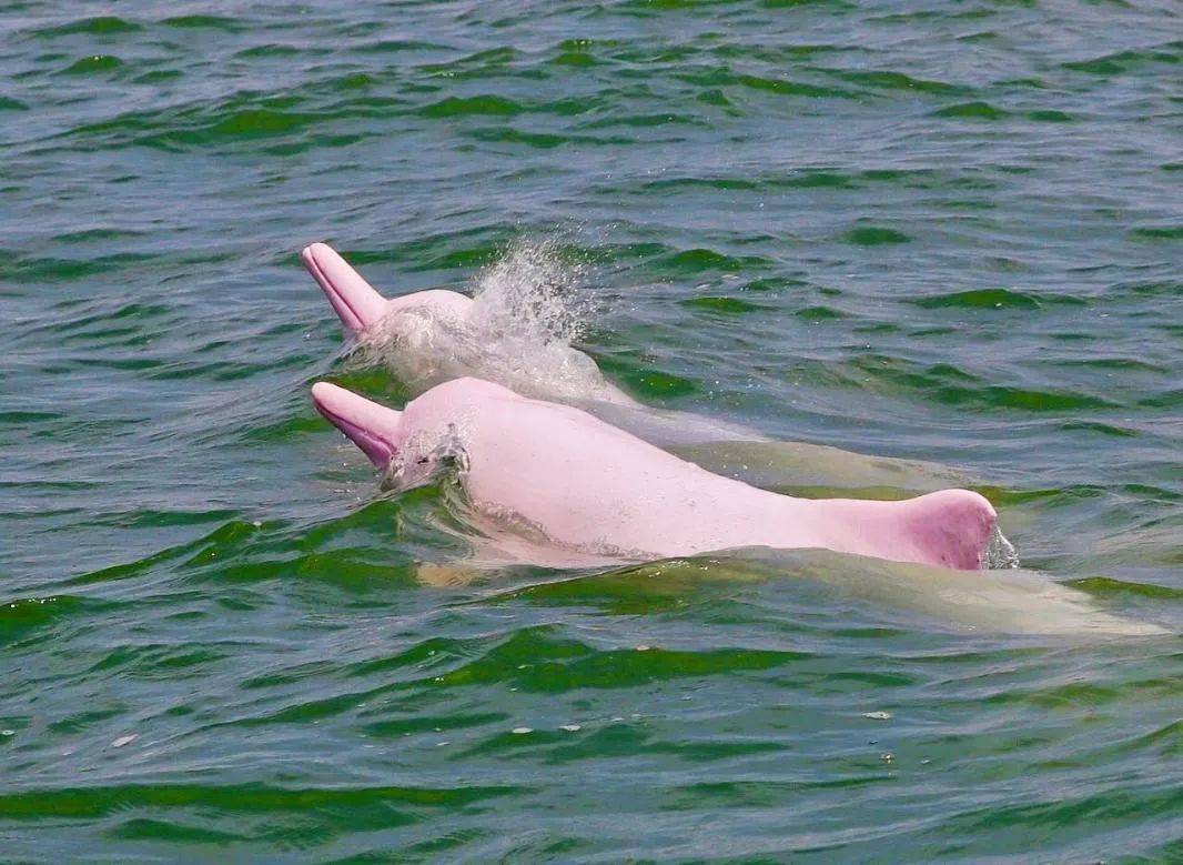 粉色浪漫,钦州白海豚再成"网红"