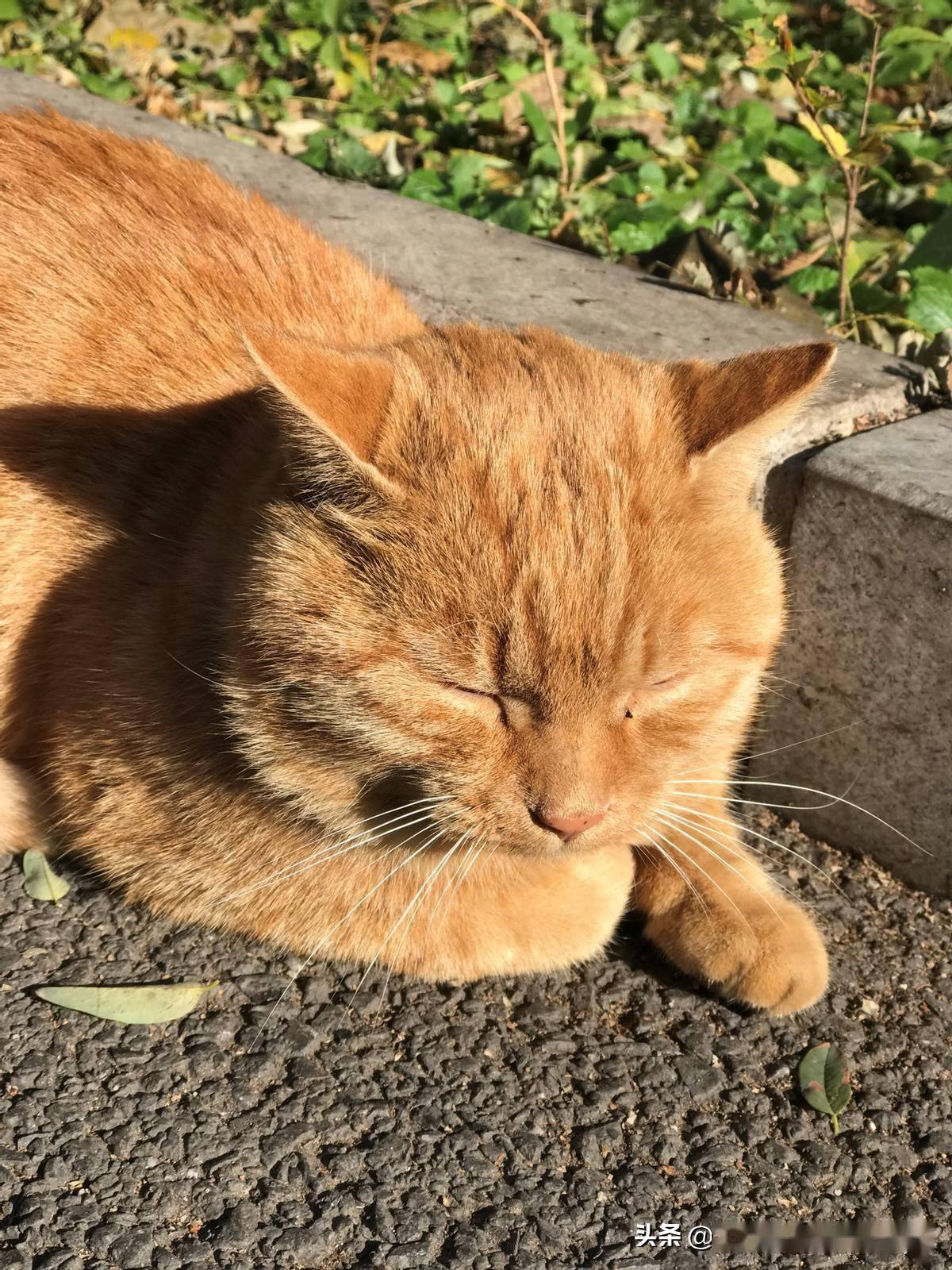 我当然不会花很多钱去买什么名贵品种,但也有心仪的类型,就是橘猫中的