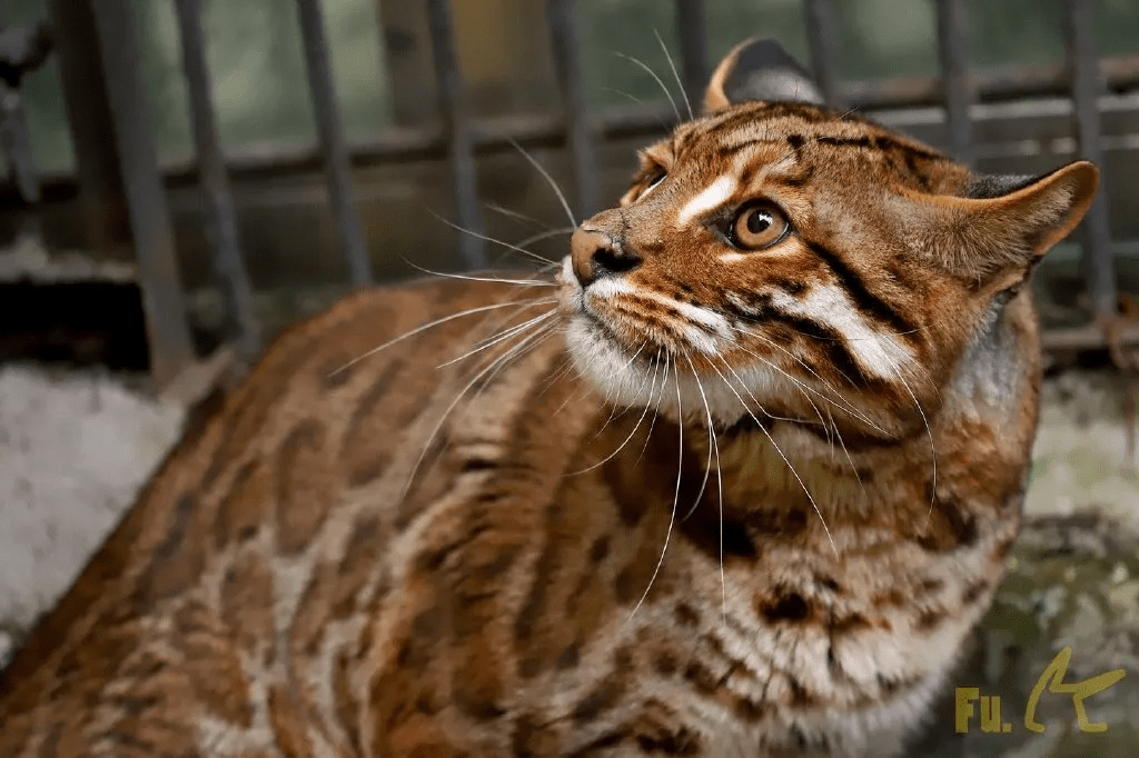 来自微博@小夫and泡芙甚至可以见到的这只还是相对罕见的花斑色型,也