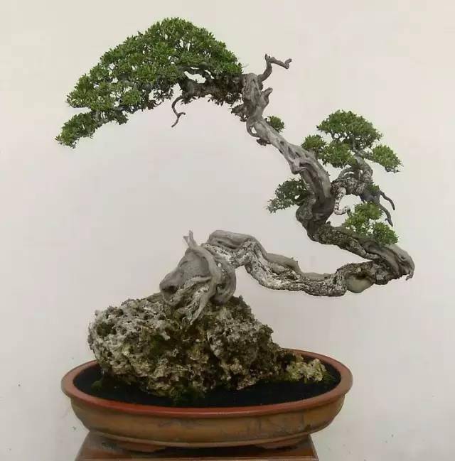 舍利干盆景,彰显大美