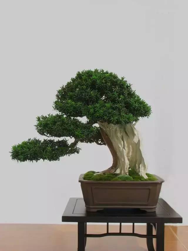 舍利干盆景,彰显大美