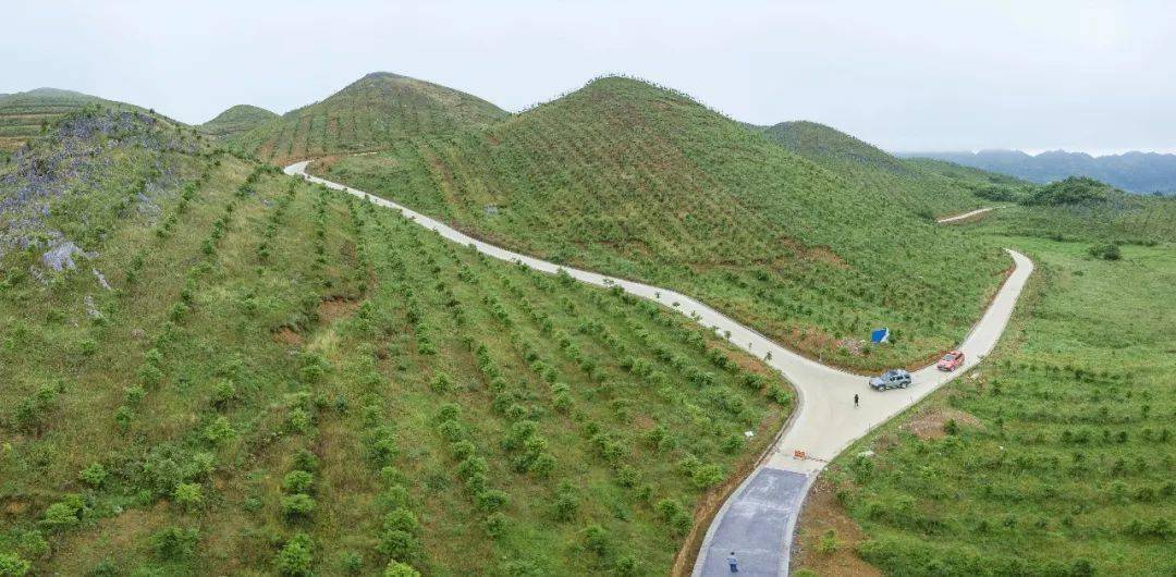 云南苗木种植批发基地