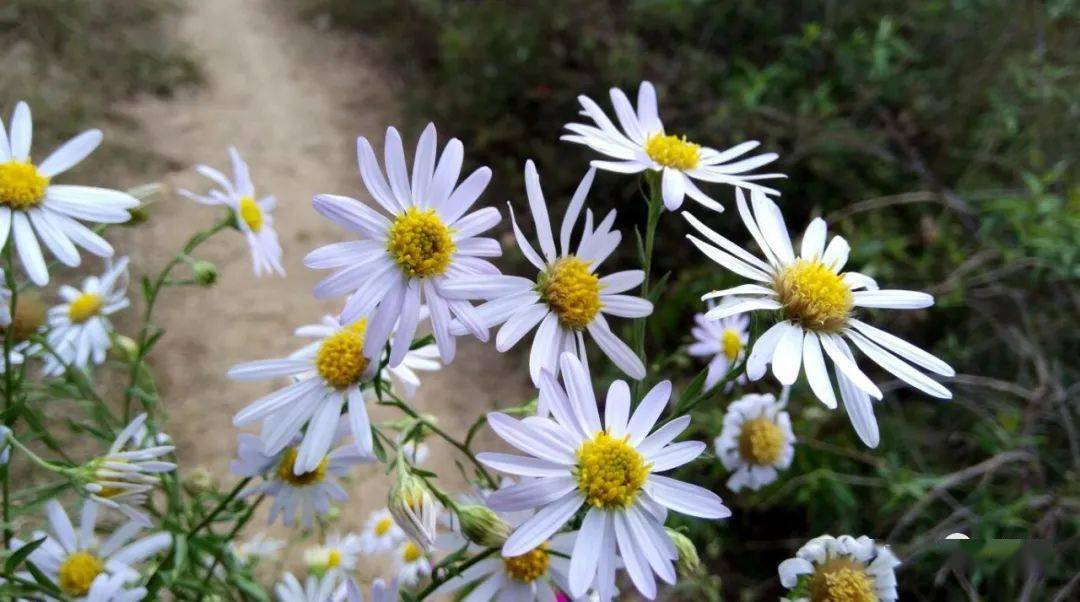 曲谱花开花谢又一年_花开花谢又是一年图片