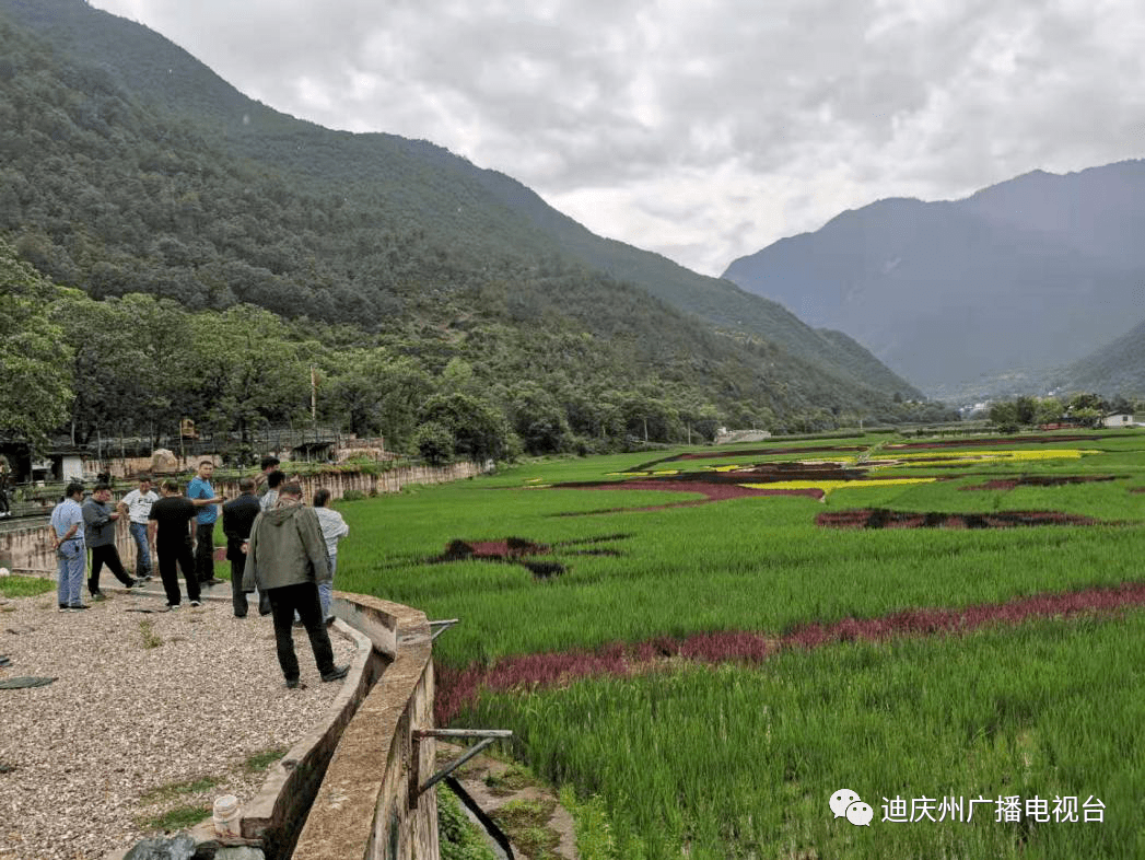 香格里拉市洛吉乡:从"走出去"到"带回来"