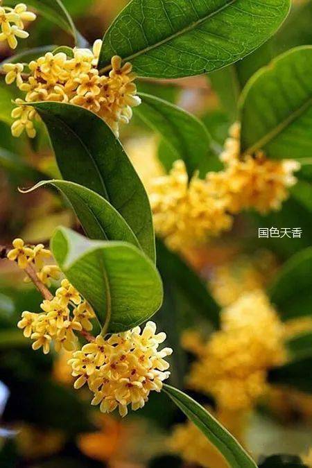 玉桂花意歌嫣然,香飘千里笑……沧海一浪涛,情倾了桂花秋月夜.呵!