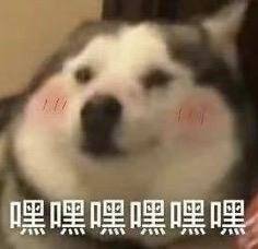 vlog|别催了！国乒队的隔离vlog来了！