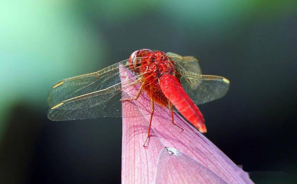 晚霞中的红蜻蜓_红色