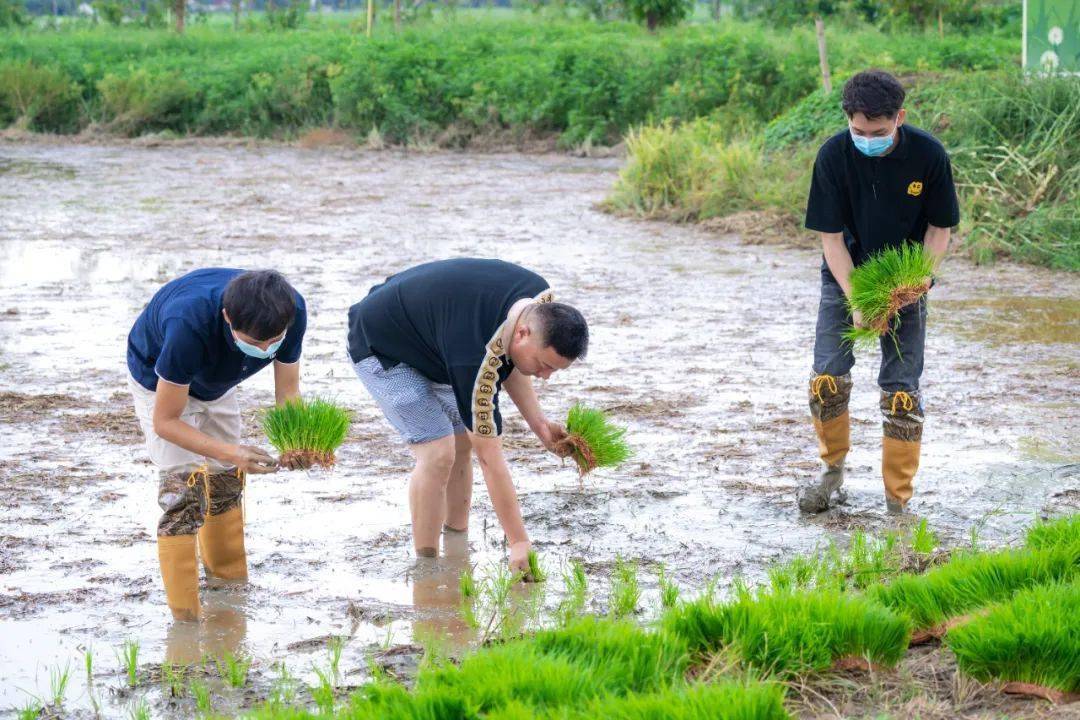 乡野间劳作,象征希望与未来的秧苗,在人们手中传递,躬身耕耘的喜悦,在