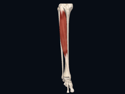 康复医师手记5肌力检查上