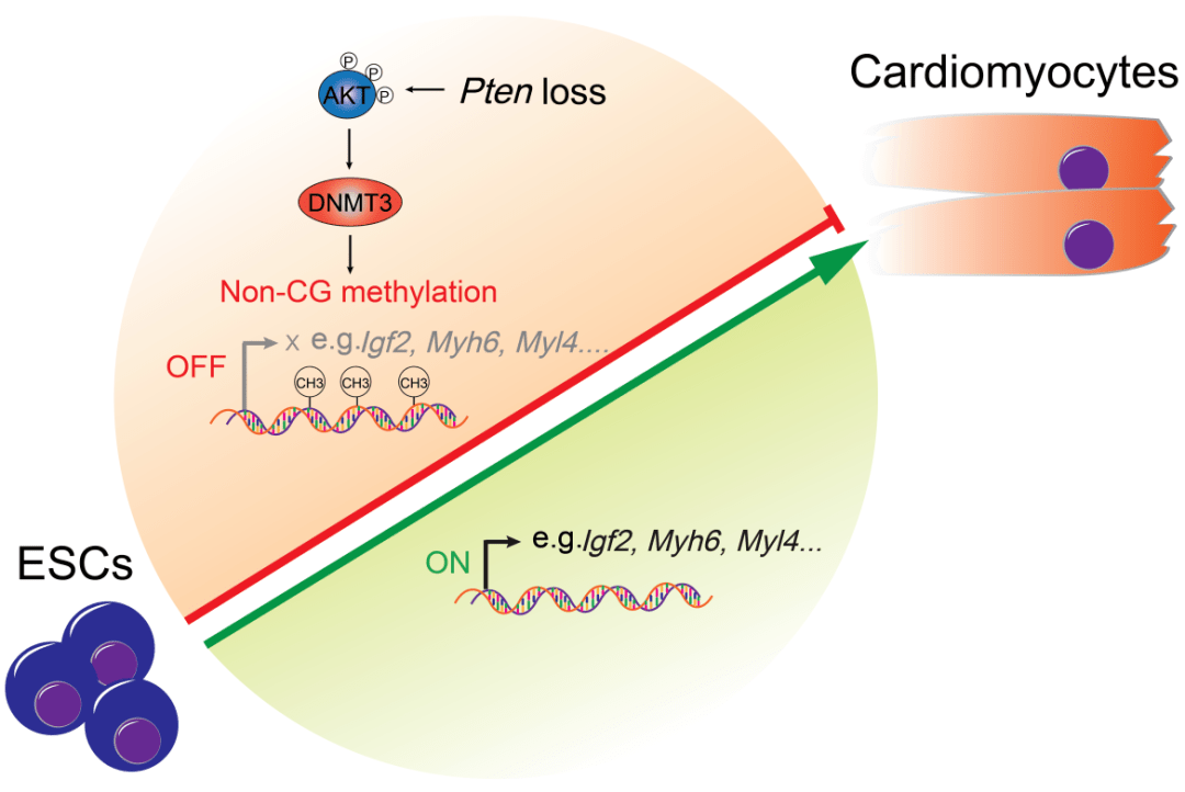 wiley论文信息:pten regulates cardiomyocyte differentiation by