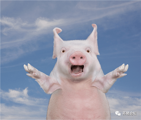 2021猪价要涨破12元?