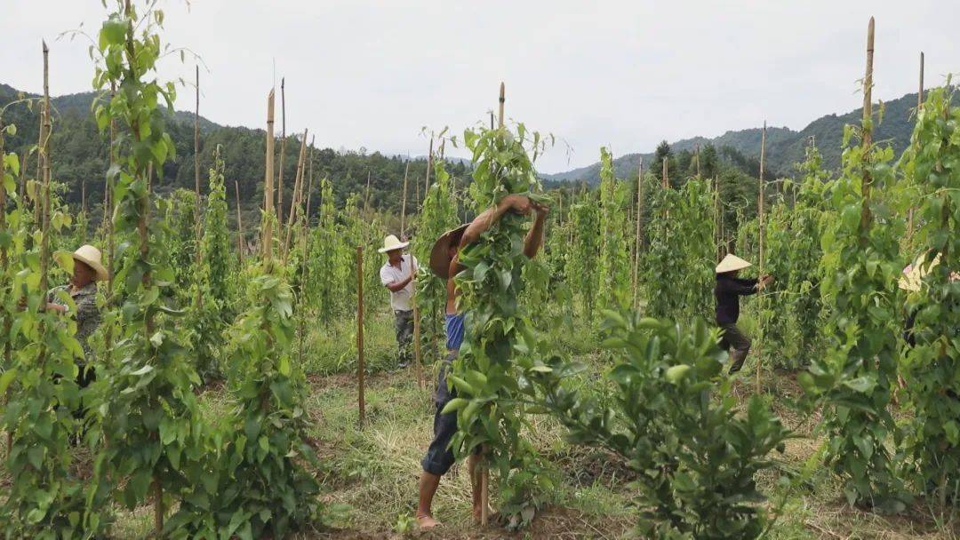 秤砣山药怎样种植图片图片