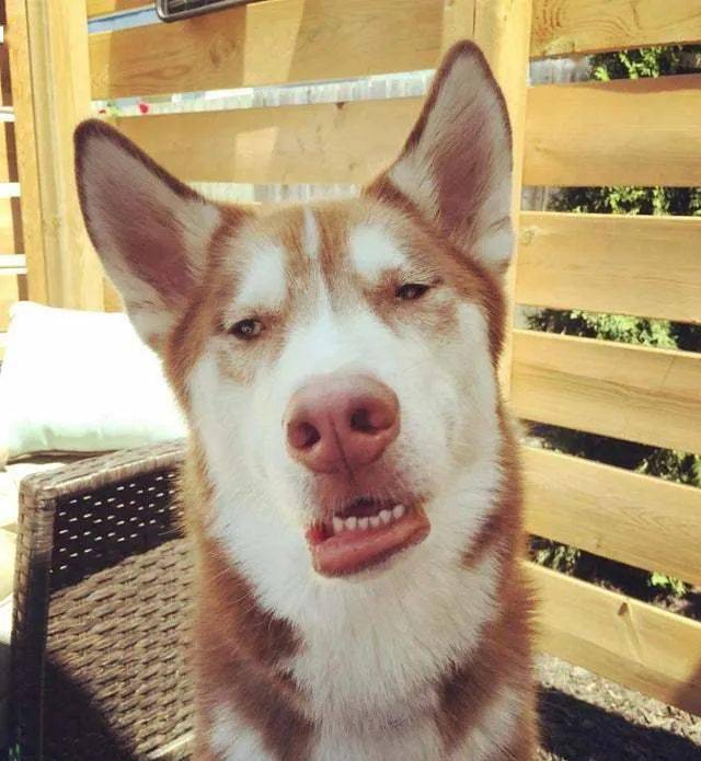 公园里看到一只狗傻乎乎的,主人:其实它真是一个傻子.