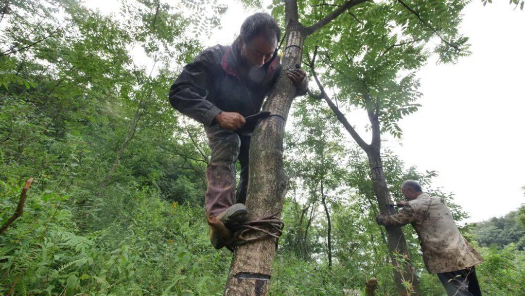 大方县50万株漆树迎来生漆割采旺季