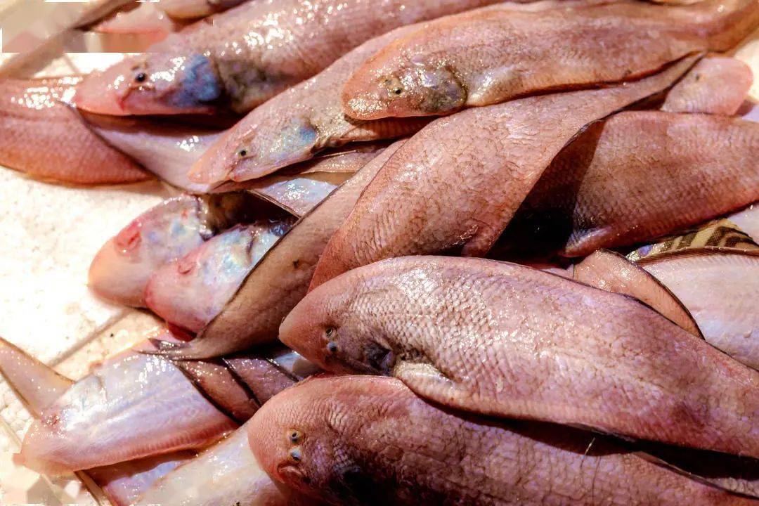 全国地标注册第一县丨云霄地标专辑(十一)_沙鱼