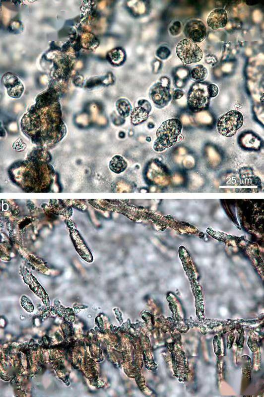 光学显微镜下的柯石英."我这也算是迂回出击了.