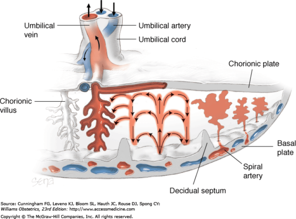 umbilical vein图片