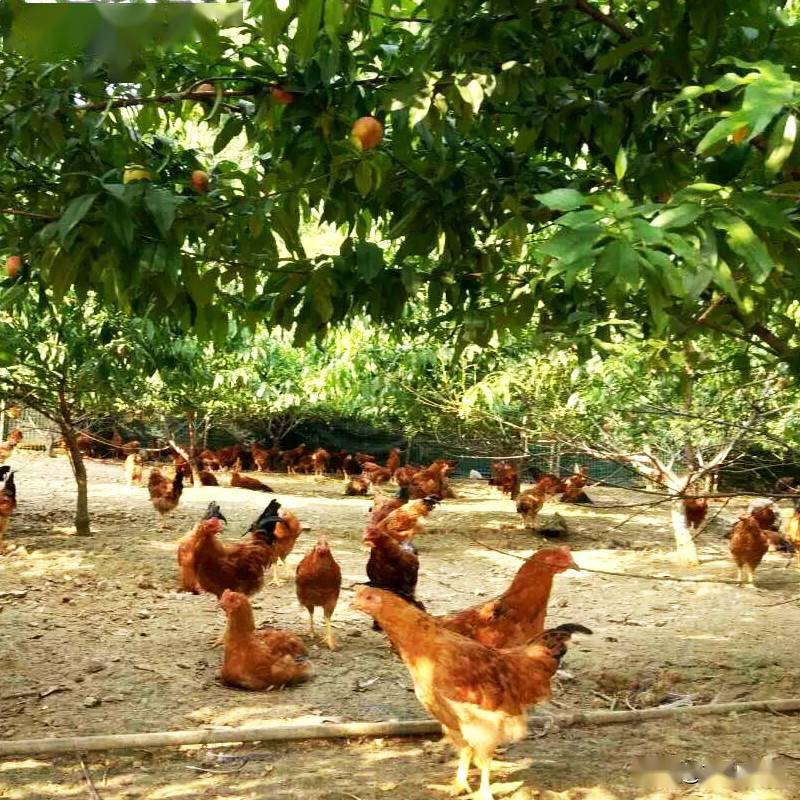 广西大化七百弄鸡阉鸡批量饲养管理技术