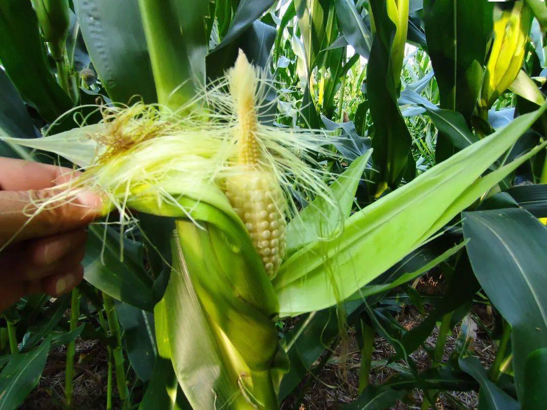 是一方面原因,造成这种现象的因素还有很多:01施药不当除草剂施用过量
