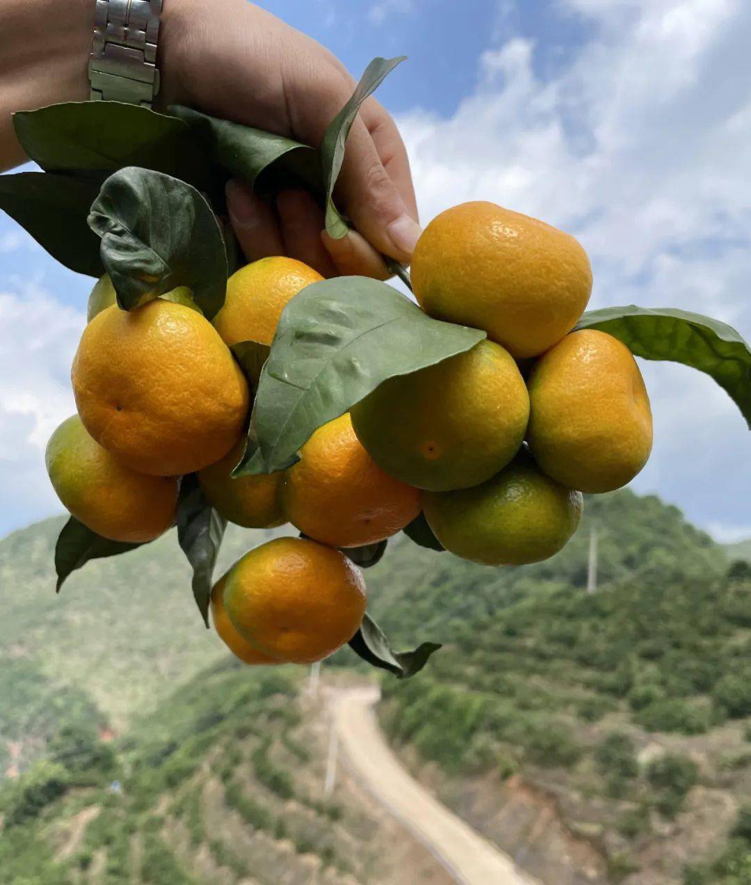 【佳和超市】云南蜜橘,纯天然vc,酸酸甜甜就是你~_橘子