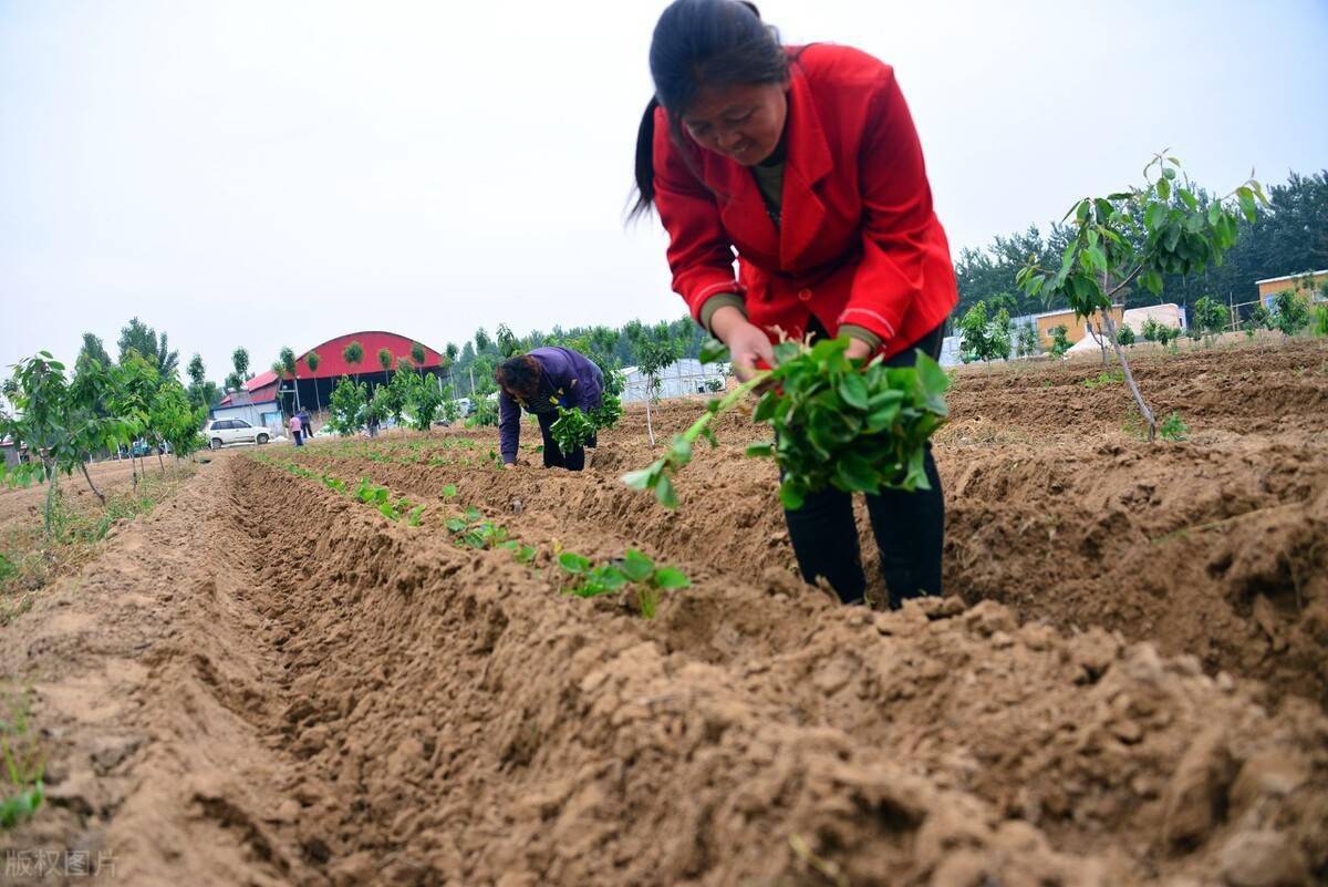 插秧時豎插,斜插,平插哪種方式好?_方法