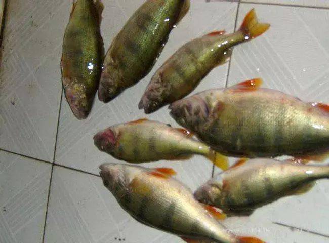 此鱼吃食凶猛成鱼最大才长到2斤本地俗称五道黑