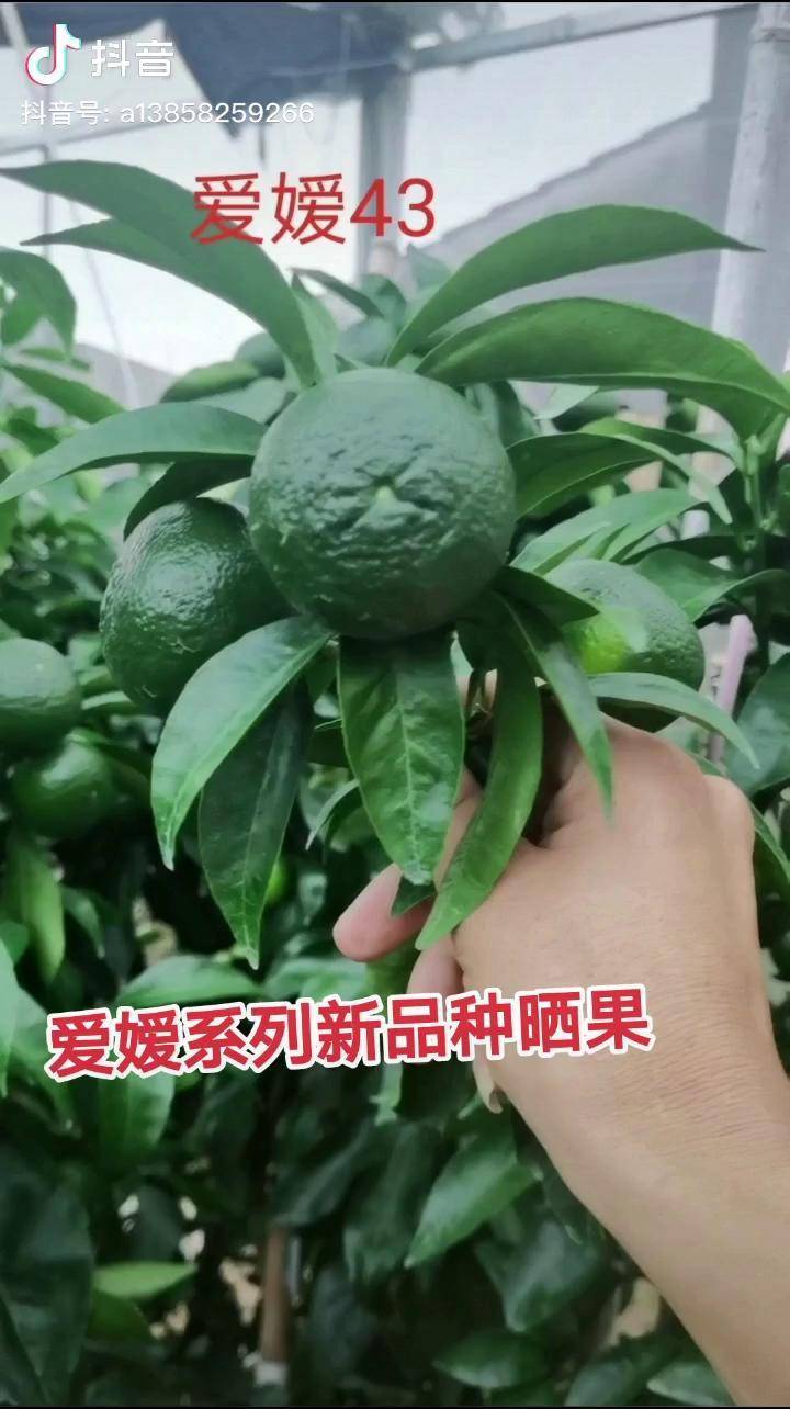 爱嫒系列新品种晒果爱嫒43枝条爱嫒46枝条爱嫒48红公主枝条爱嫒50枝条