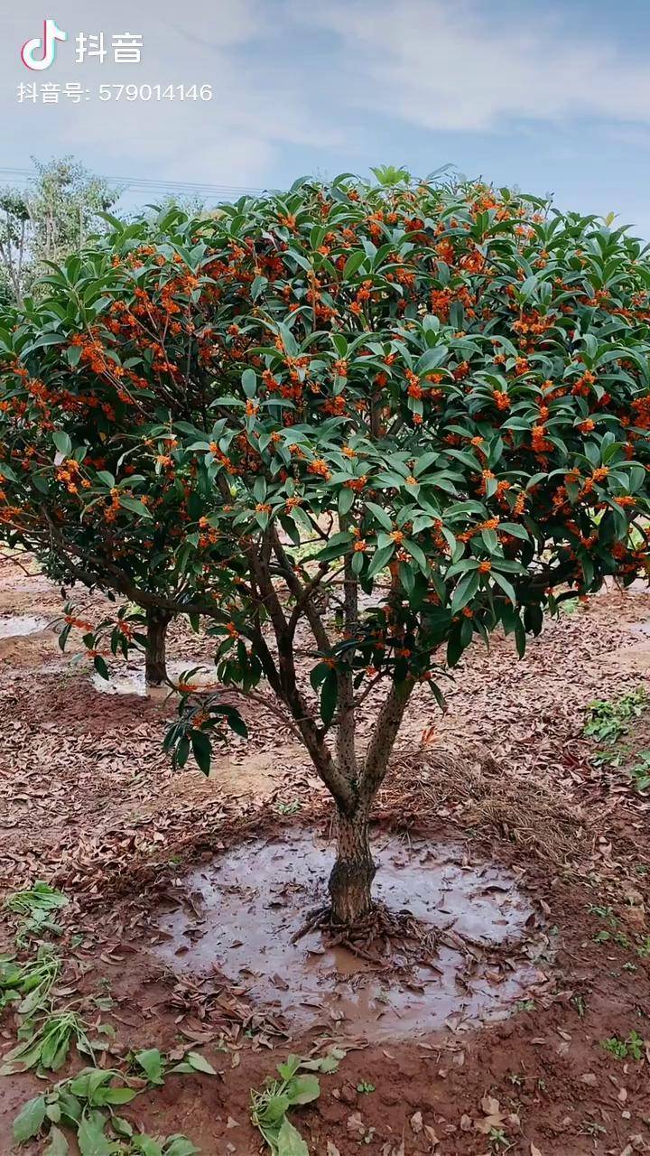 精品桂花树,品种:红花丹桂,浓香型,家有桂花满院飘香