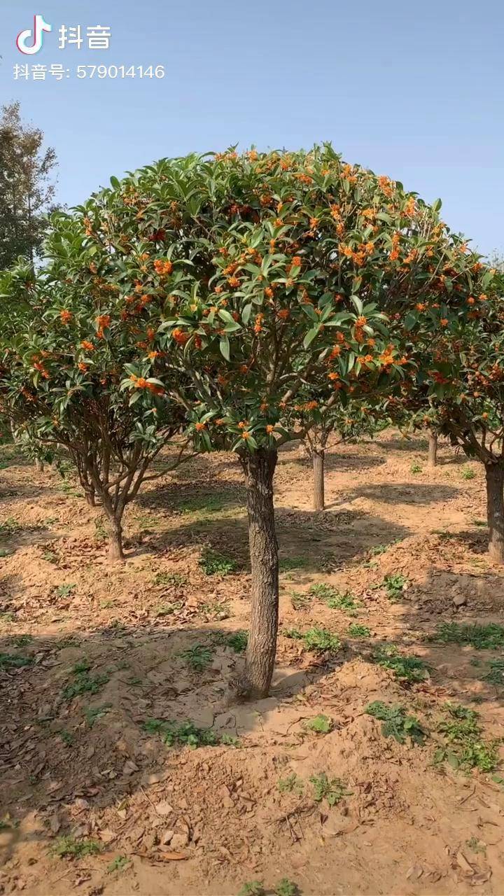 桂花樹紅花丹桂花樹庭院花園種植農家小院種植一棵滿院都是桂花香味