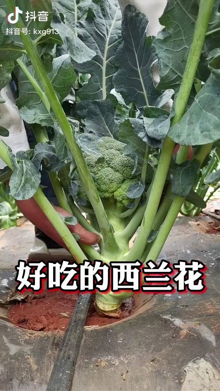 好吃的西兰花06你喜欢吗农业种植抖音