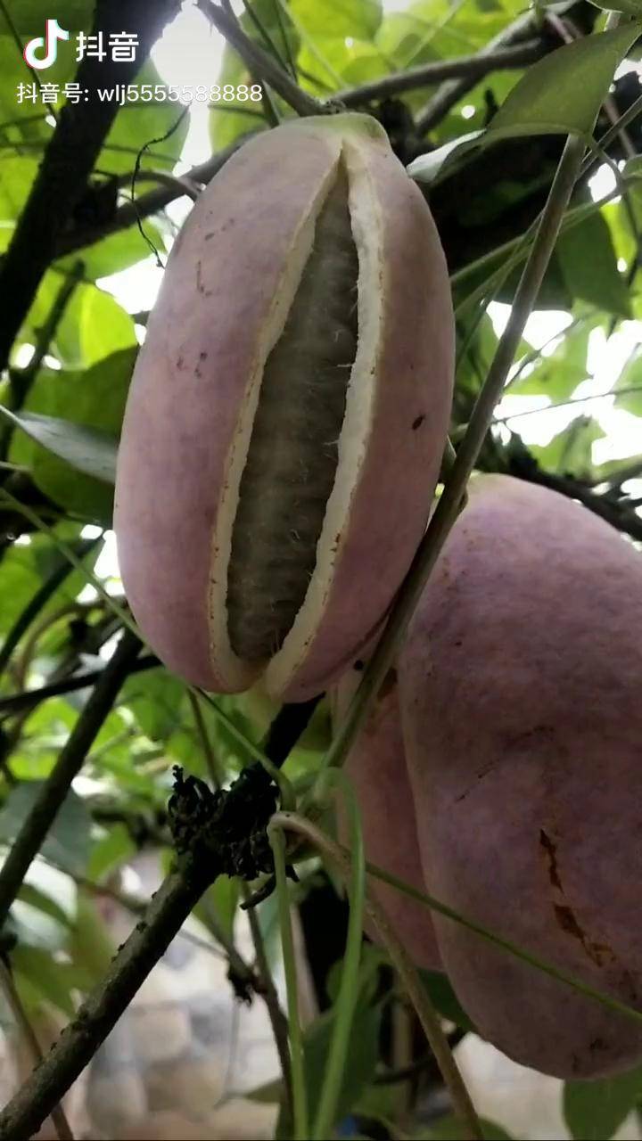 不同八月瓜开口漂亮吧四川八月瓜特色农业八月瓜种植苗木八月瓜加工厂