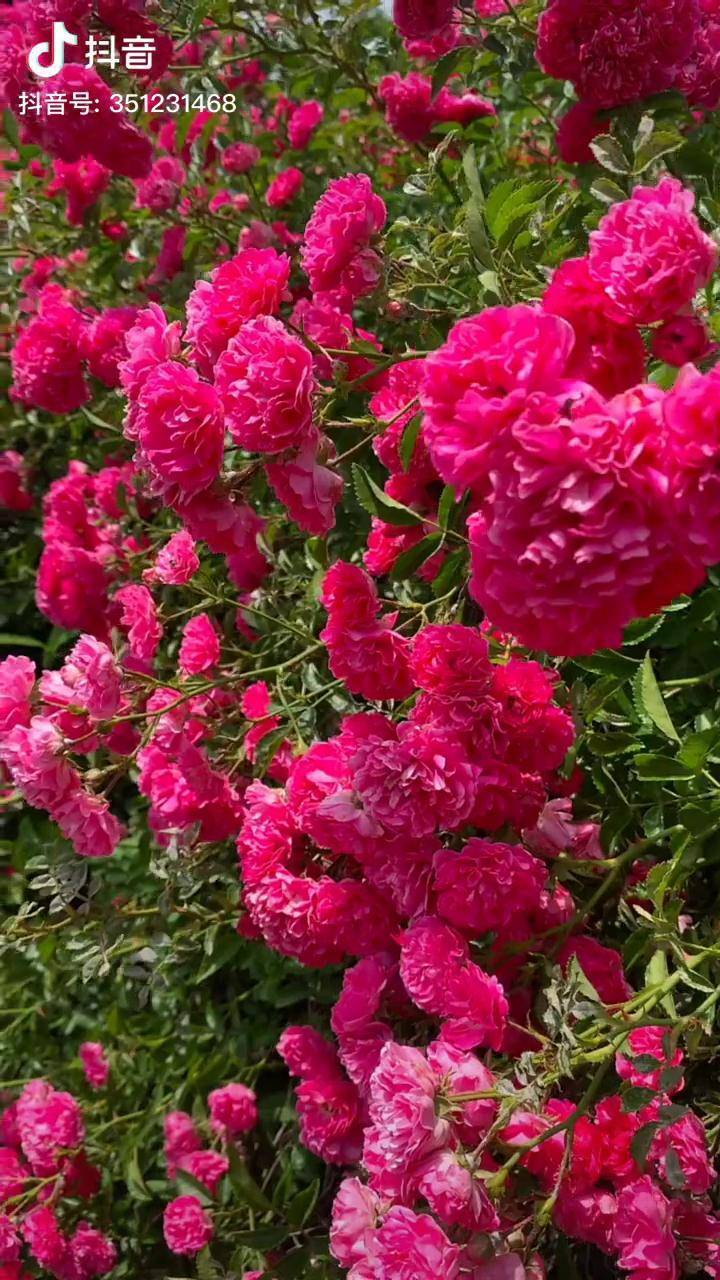 红蔷薇花量好大的美不美呀