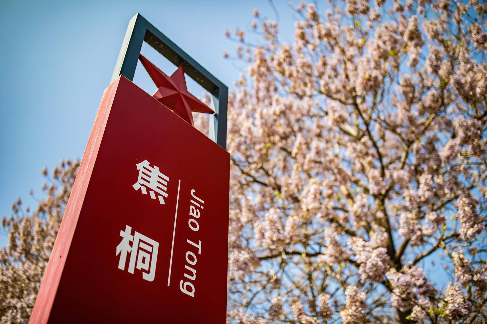 焦桐化丝雨 德泽布四方_兰考