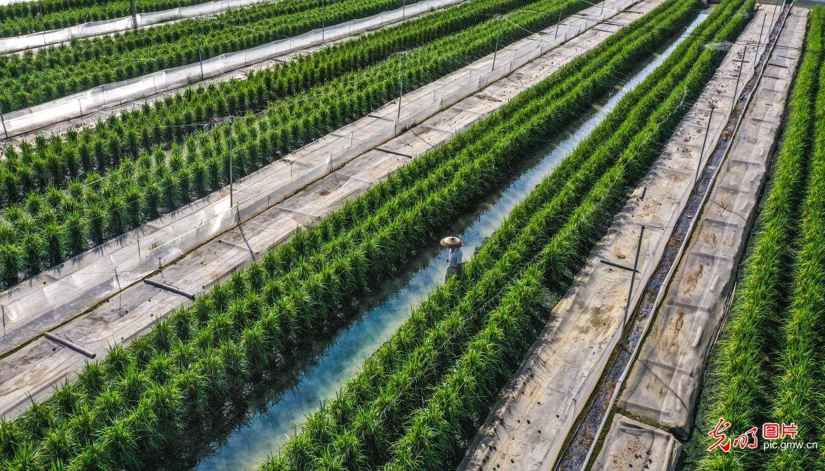 and|Co-cultivation of rice and frogs succeeds in central China's Hunan Province