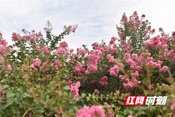 文章|新田：紫薇花开 独占芳菲（组图）