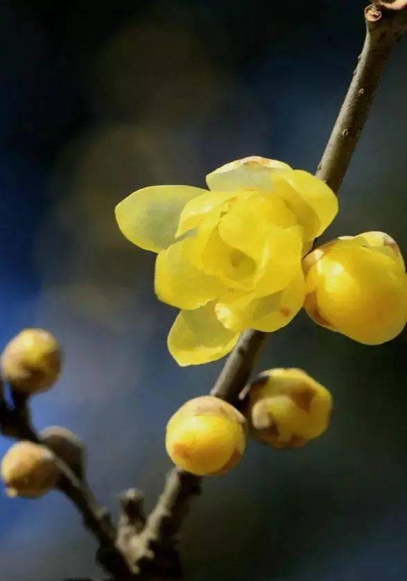 国画素材丨墙角一枝梅,凌寒独自开_黄梅花