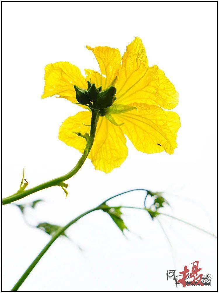 平凡朴素的丝瓜花