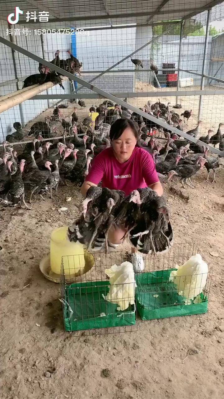 火鸡养殖火鸡苗