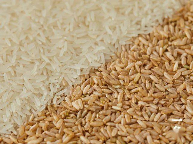 神奇的黄金芽米好吃有营养