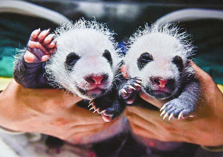 四川卧龙两对大熊猫双胞胎满月啦!