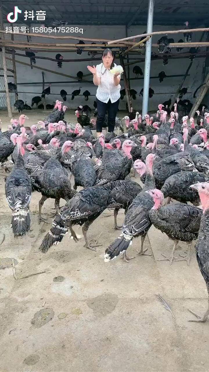 火鸡养殖火鸡苗青铜火鸡