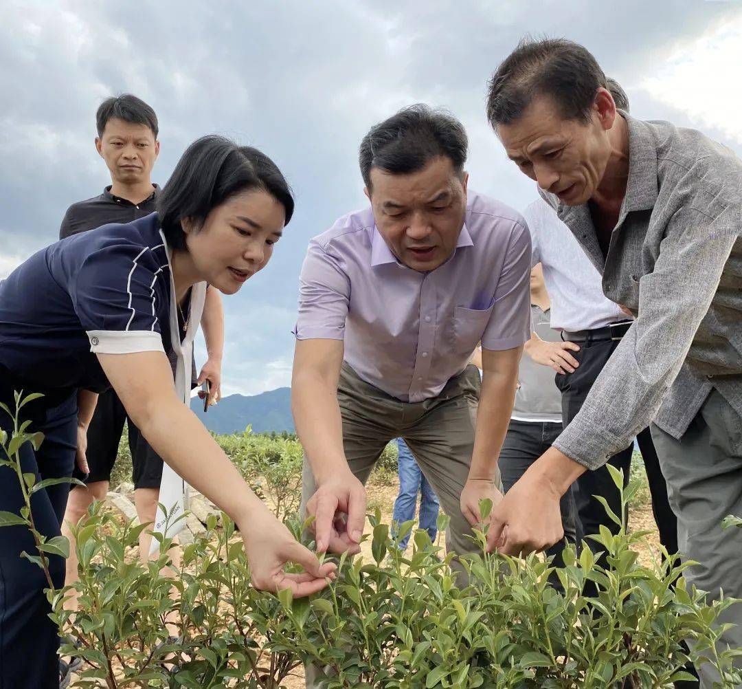 再学习再调研再落实丨南平市副市长何明星深入漳墩调研白茶产业