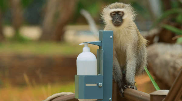 The|把人类关起来,应该是动物们每年的生日愿望吧