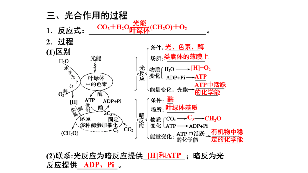 光合作用结构示意图图片