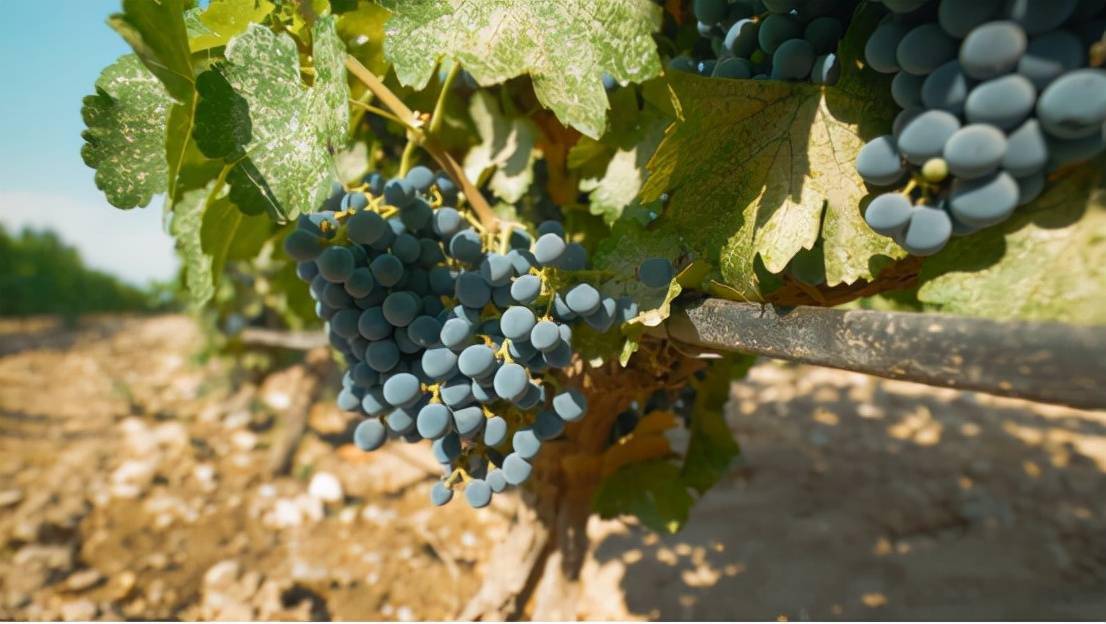 酿酒|走进塞上江南 揭开马瑟兰传奇年份的秘密